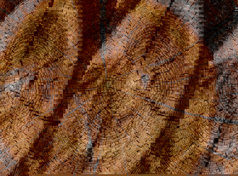 Joel Jasmin Forestbird Xzpmumddsfk Unsplash